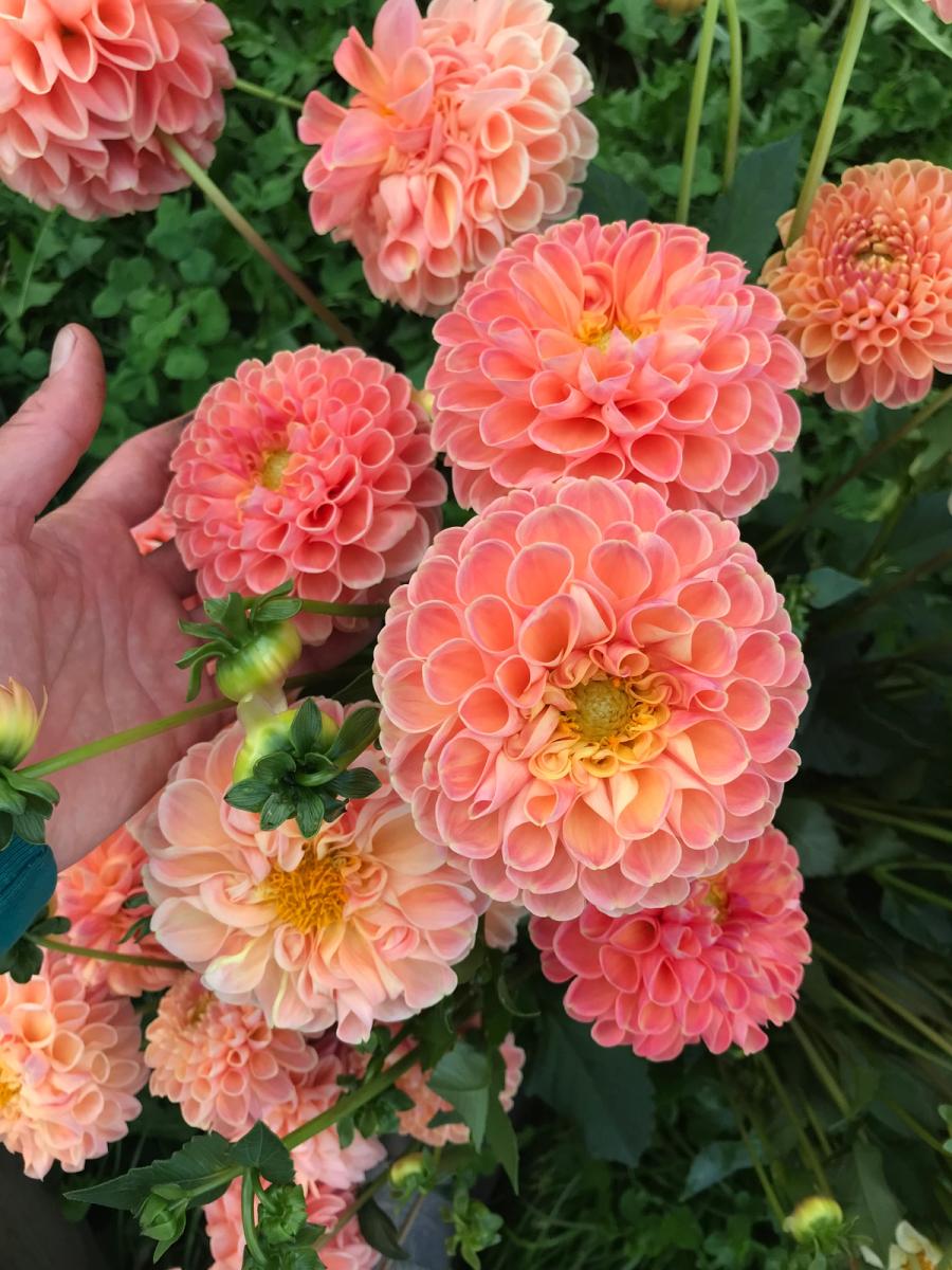 Product image in gallery for Chrichton Honey Dahlias | Item 1