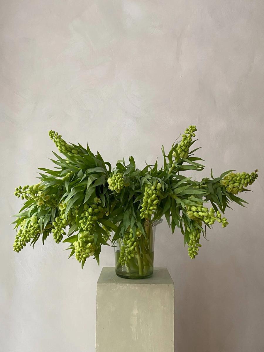 Product image in gallery for Fritillaria Persica Ivory Bells | Item 1