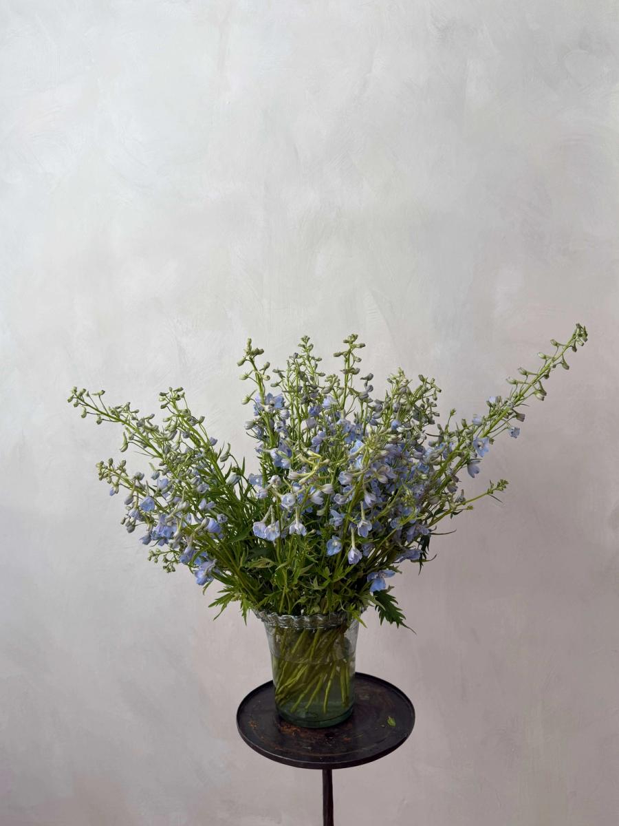 Product image in gallery for Delphinium | Item 1