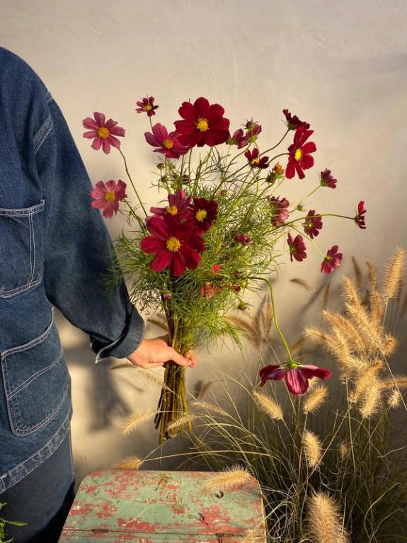 Thumbnail Image of Cosmos Rubenza