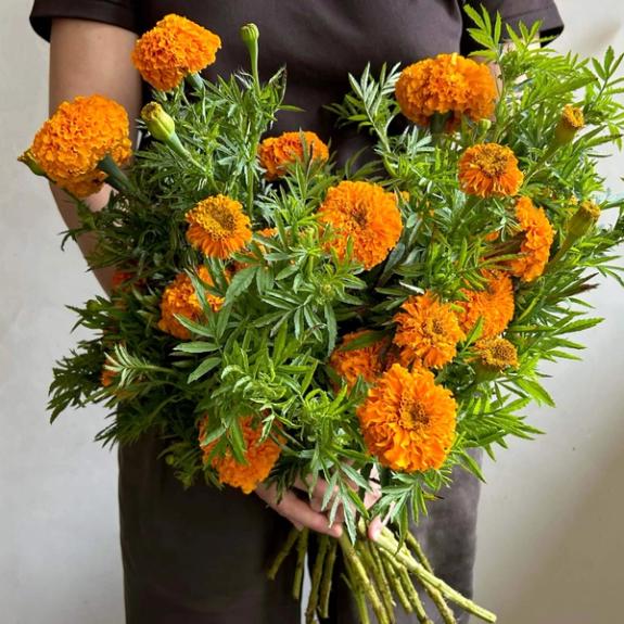 Hover Image of Coco Gold Marigold bunch