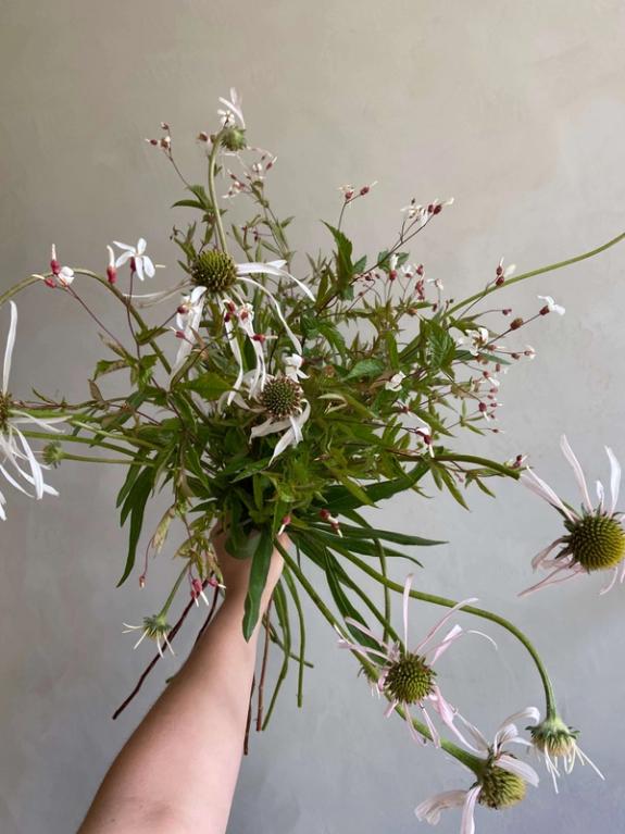 Hover Image of Hula Dancer Echinacea with Porteranthus