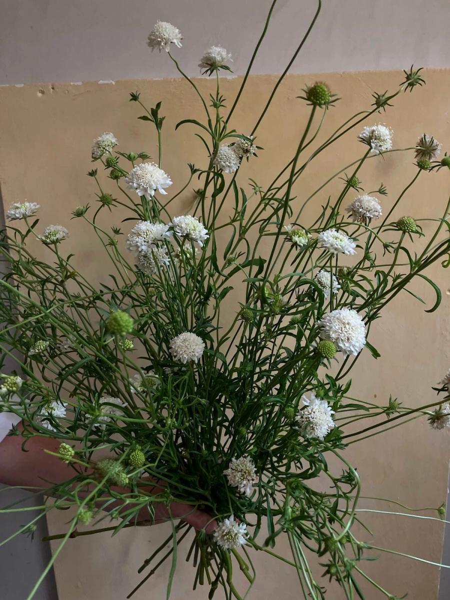 Product image in gallery for Snow Maiden Scabiosa | Item 3