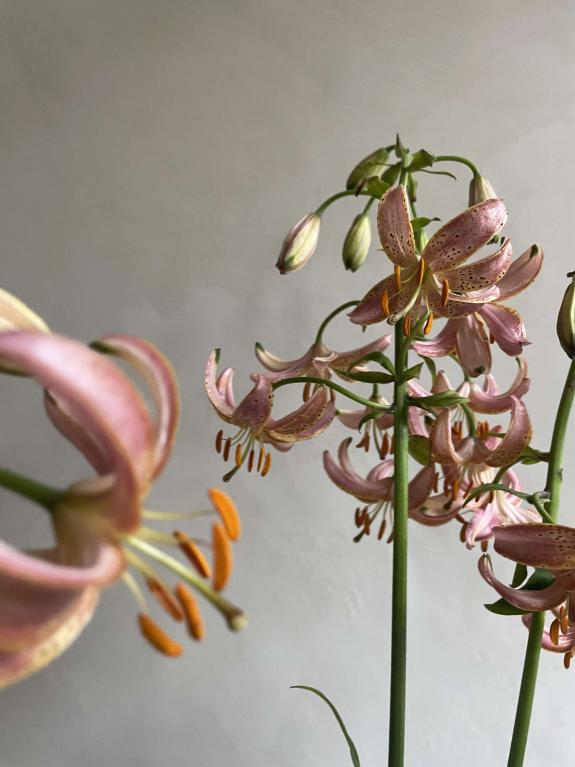 Hover Image of Martagon Lilies - What We're Loving