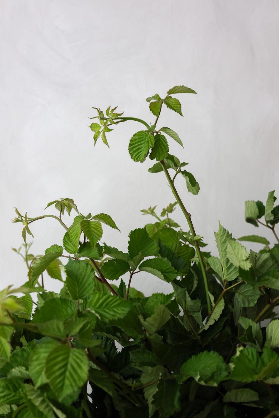 Product image in gallery for Blackberry Branches | Item 2