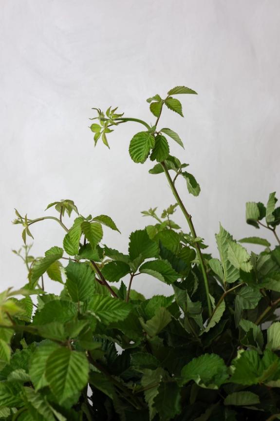 Hover Image of Blackberry Branches