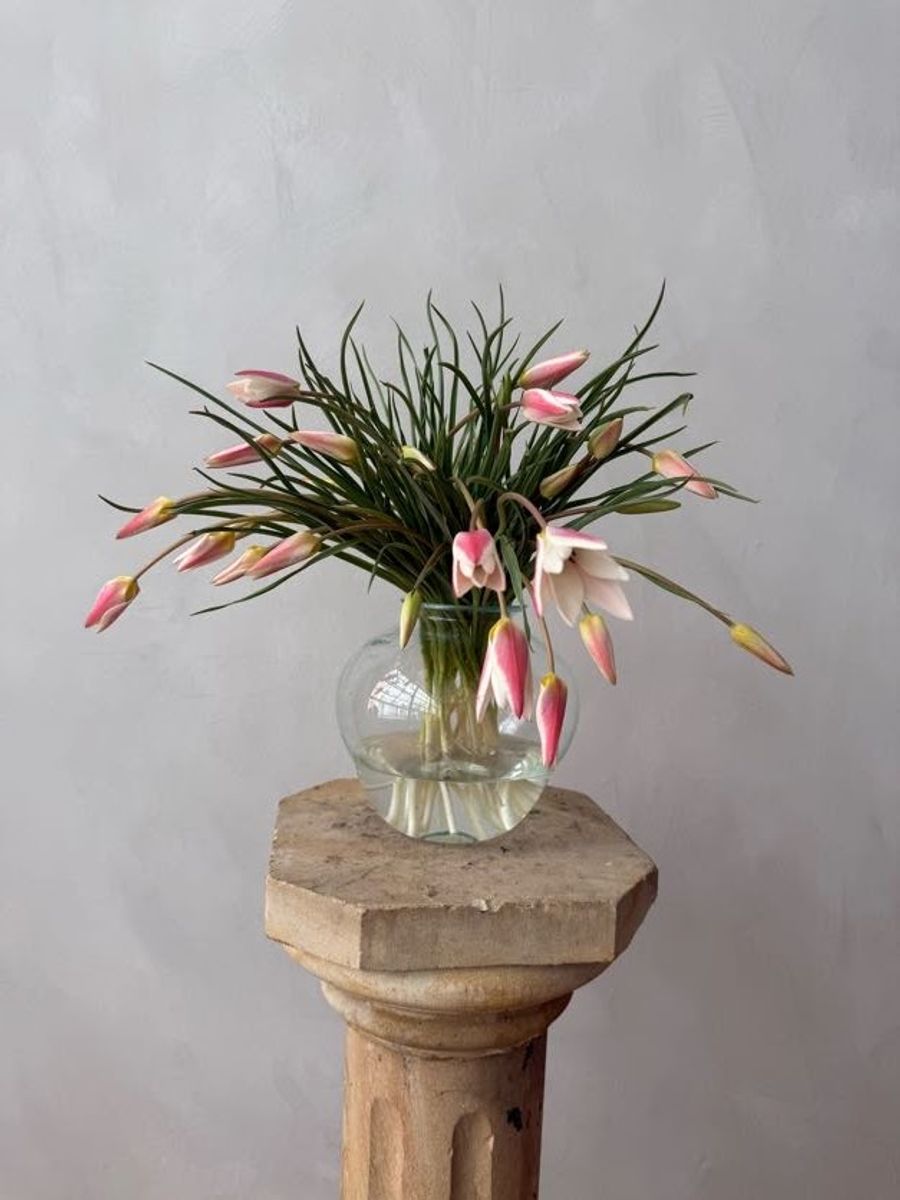 Product image in gallery for Lady Jane Tulip | Item 1