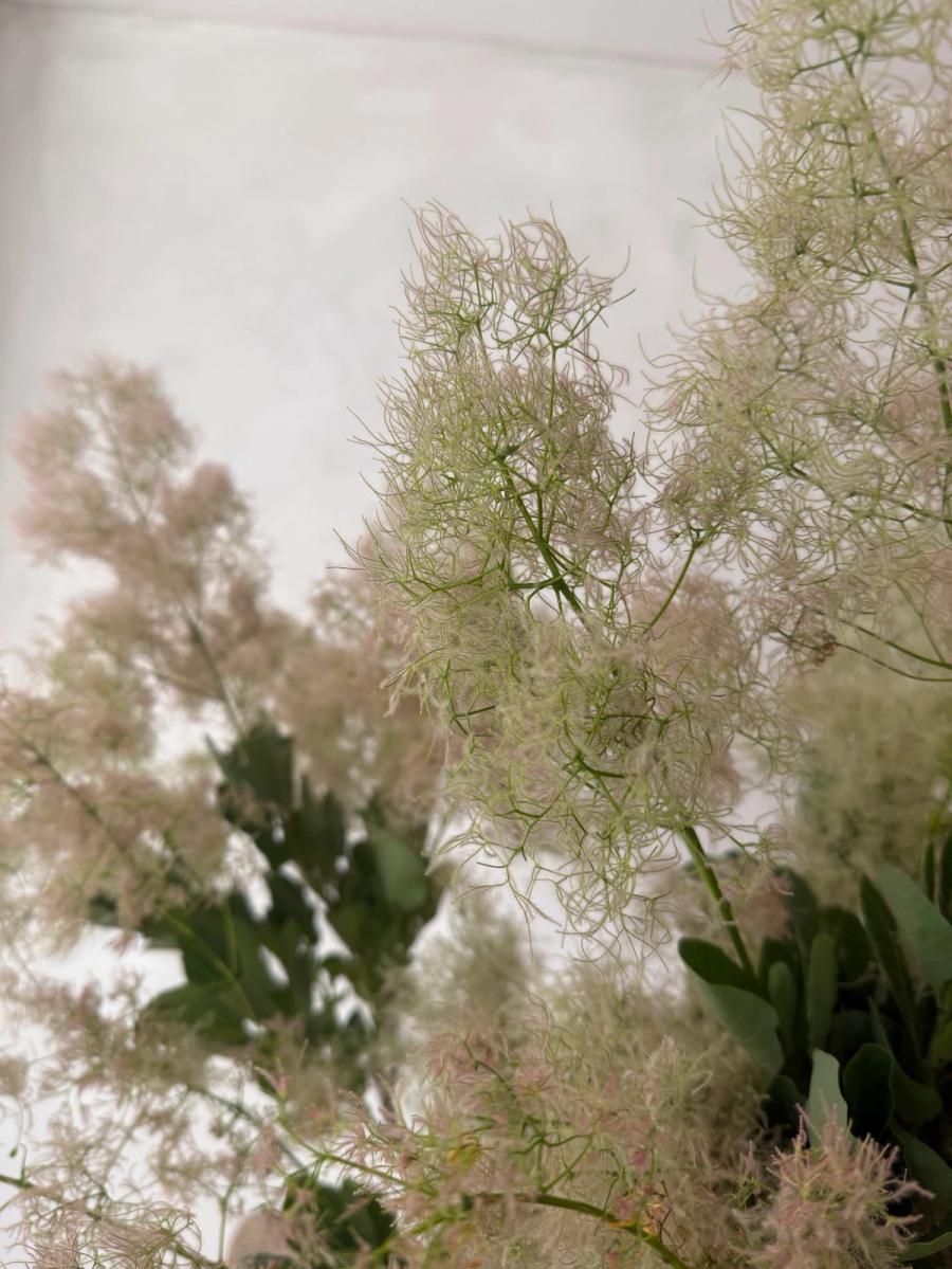 Product image in gallery for Japanese Green Smoke Bush | Item 2