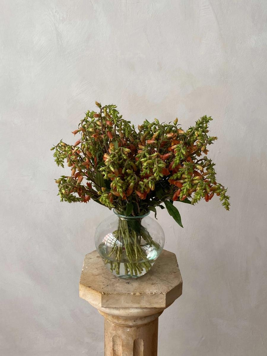 Product image in gallery for Digitalis Parviflora | Item 1