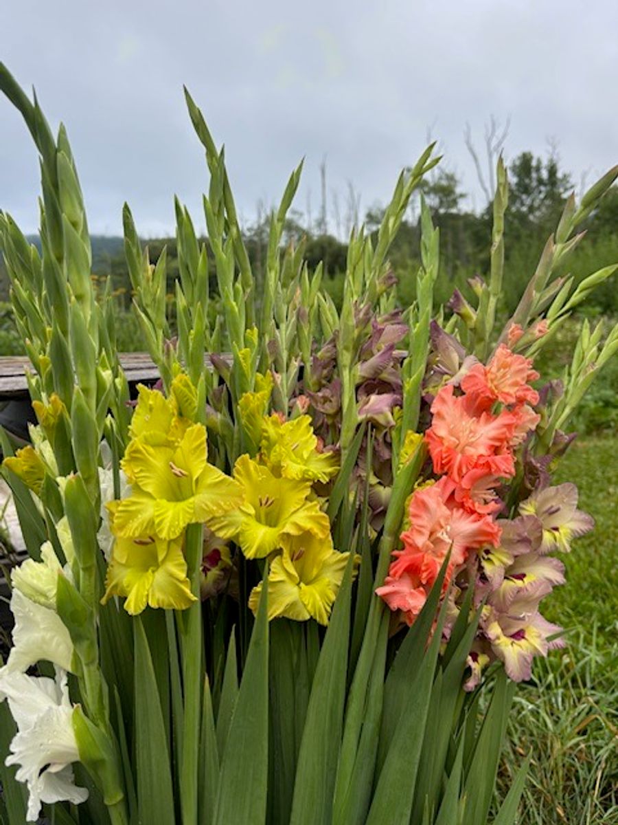 Product image in gallery for Gladiolus Mix | Item 1