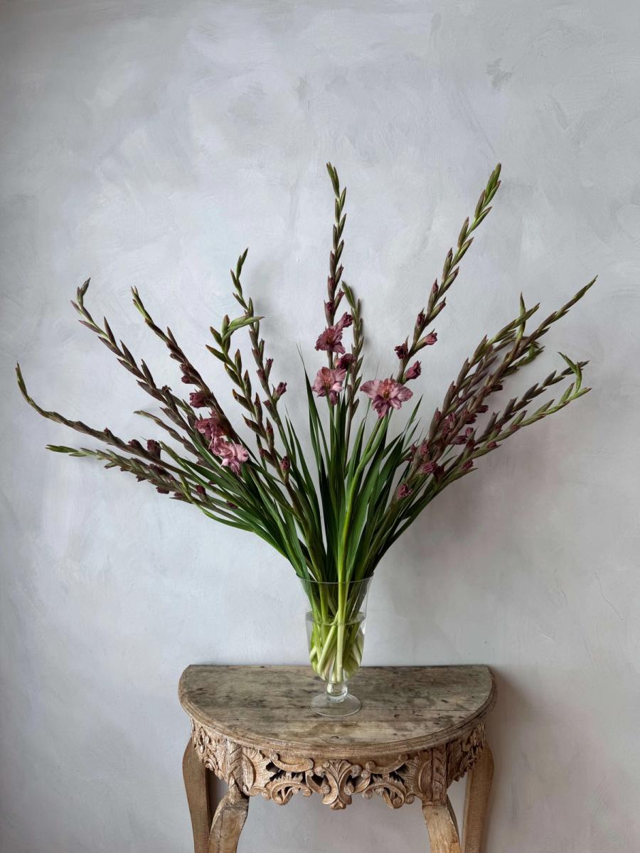 Product image in gallery for Ocaso Gladiolus | Item 1