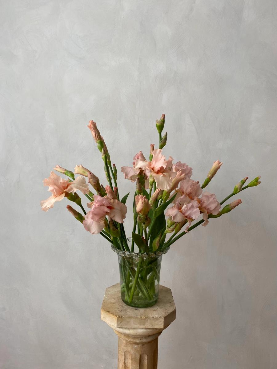 Product image in gallery for Peach Bearded Irises | Item 1