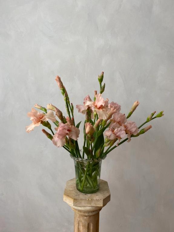 Thumbnail Image of Peach Bearded Irises