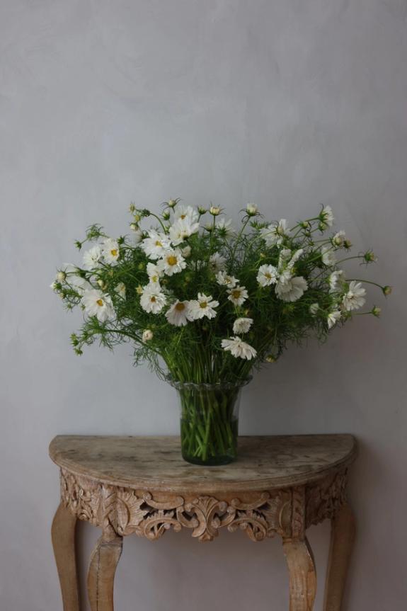Thumbnail Image of Afternoon White Cosmos