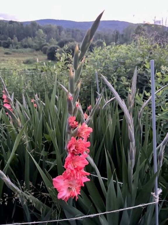 Fox Fodder Flowers image grid container slide 139