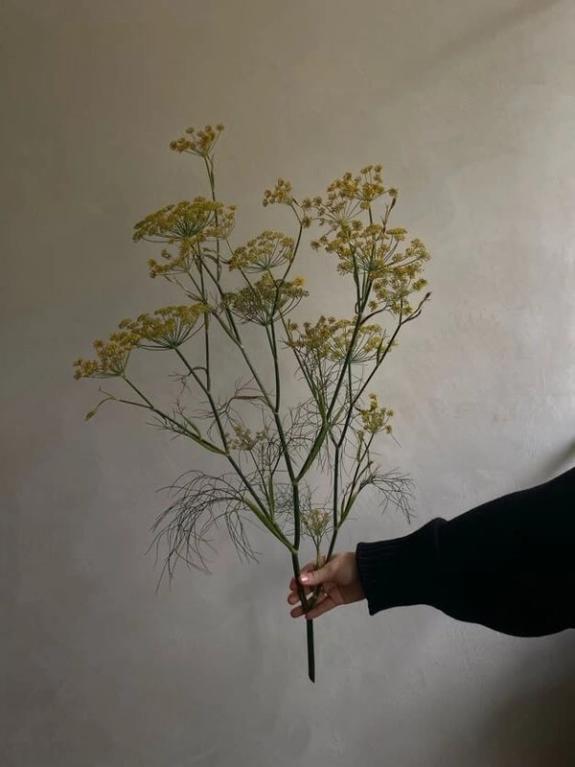 Hover Image of Bronze Fennel Bunch