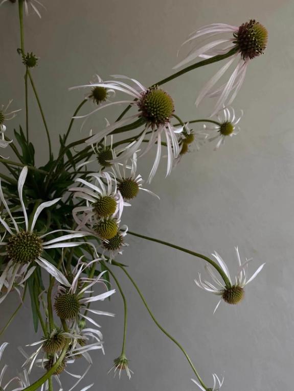 Hover Image of Hula Dancer Echinacea