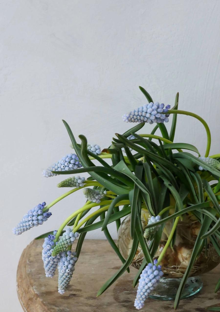 Product image in gallery for La Grande Petite - Muscari on the Bulb | Item 2