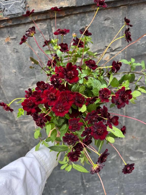 Hover Image of Chocolate Cosmos with Mountain Mint