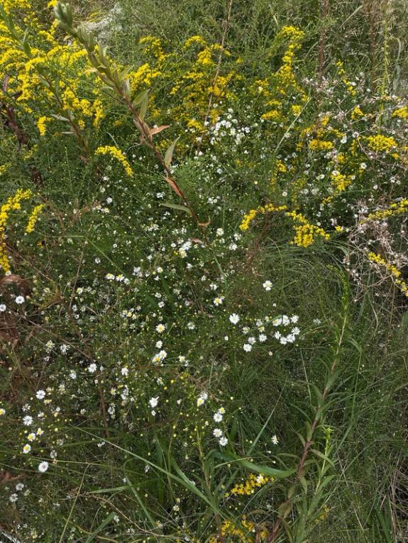 Fox Fodder Flowers image grid container slide 64