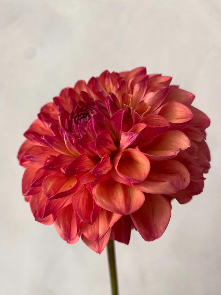 Product image in gallery for Robin Hood Dahlias | Item 3