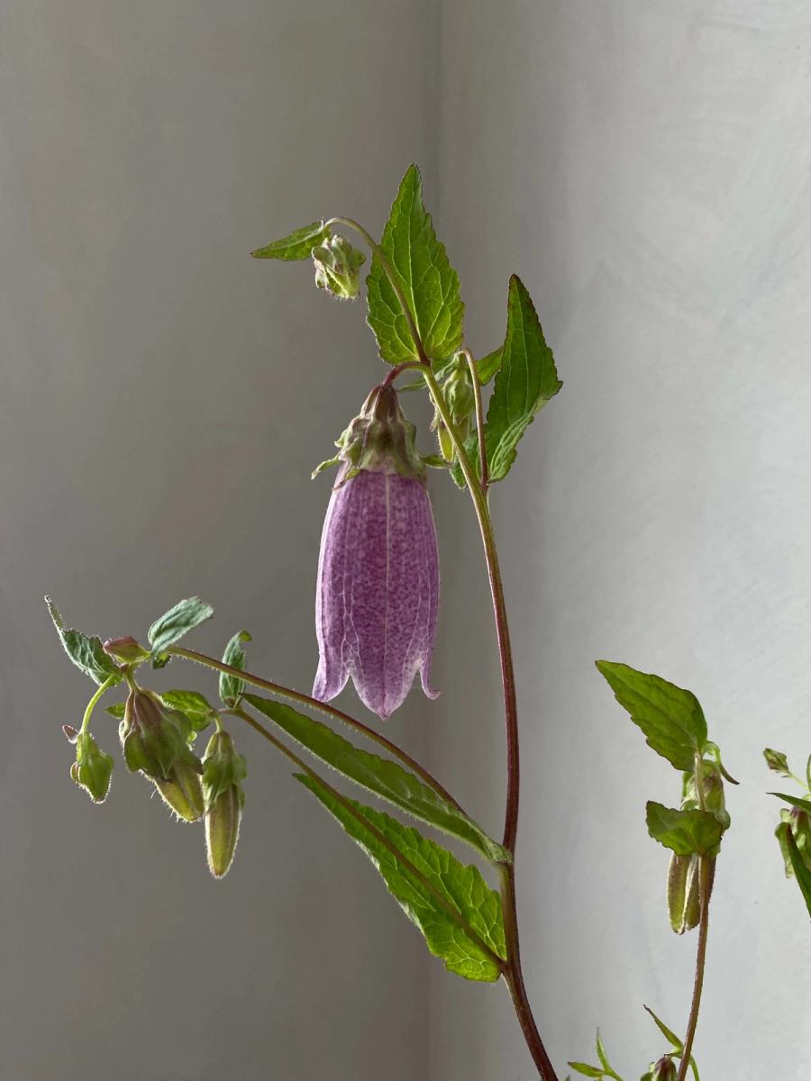 Product image in gallery for Campanula Rubriflora | Item 2