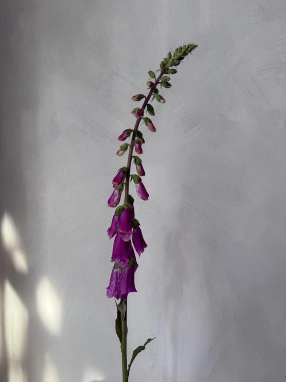 Hover Image of Foxglove-Wild Cascades