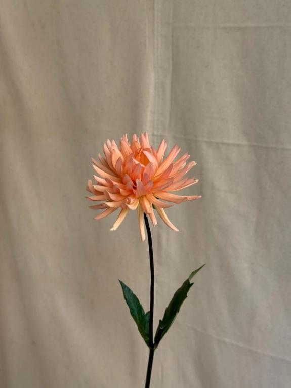 Fox Fodder Flowers image grid container slide 72