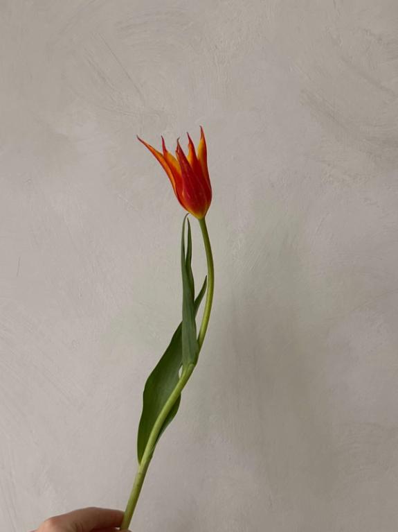 Hover Image of Tubergen's Gem Tulips