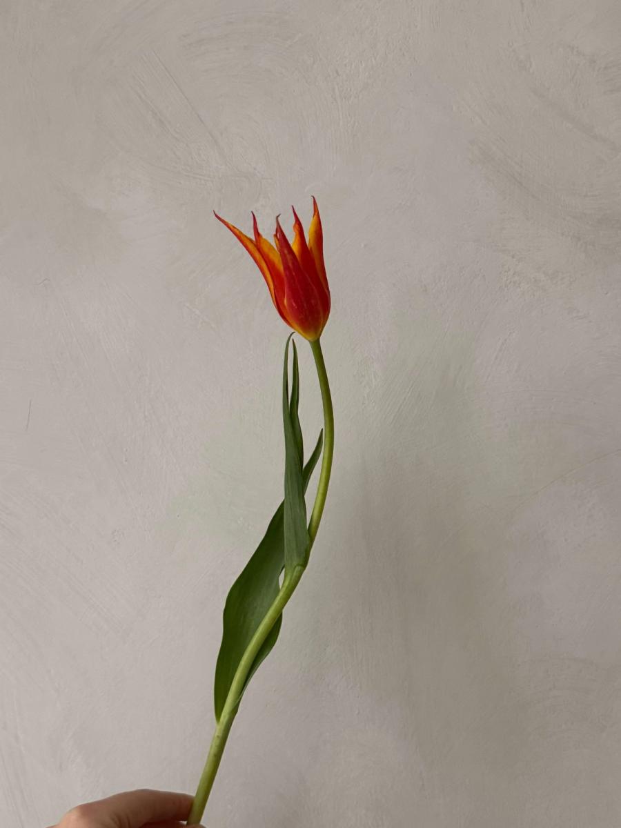 Product image in gallery for Tubergen's Gem Tulips | Item 2