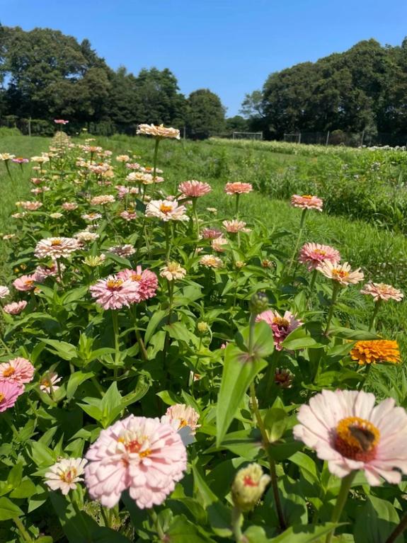 Fox Fodder Flowers image grid container slide 8