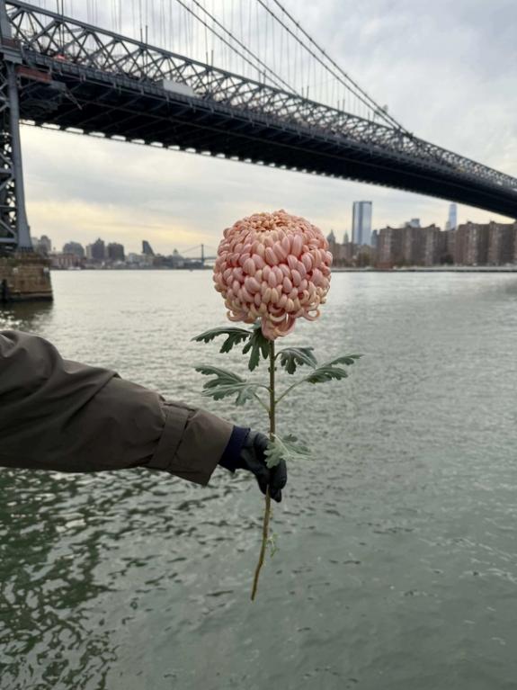 Hover Image of River City Big & Small Chrysanthemum