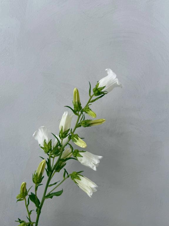 Hover Image of White Campanula in Campo di Fiori Vase