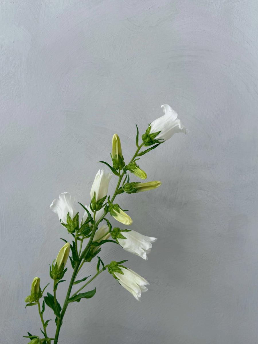 Product image in gallery for White Campanula in Campo di Fiori | Item 2