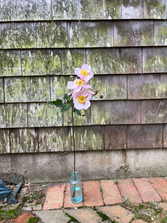 Hover Image of Japanese Anemone