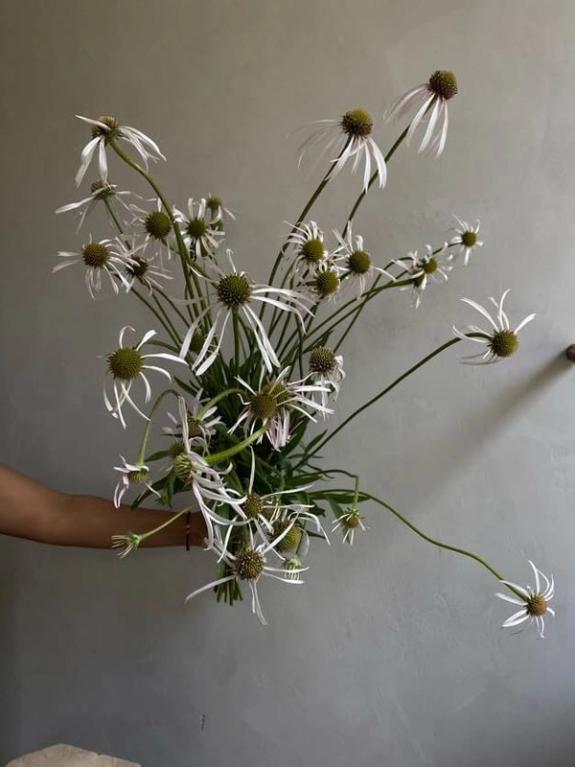 Thumbnail Image of Hula Dancer Echinacea with Porteranthus