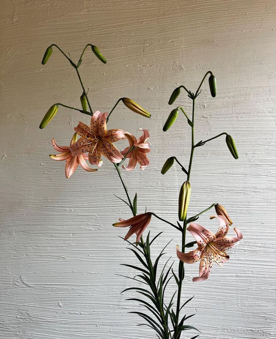 Product image in gallery for Pink Tiger Lilies | Item 2