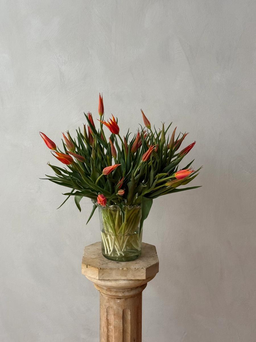 Product image in gallery for Tubergen's Gem Tulips | Item 1
