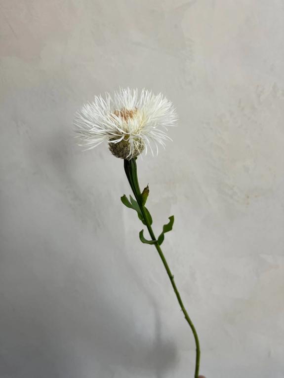 Hover Image of Basketflower - White