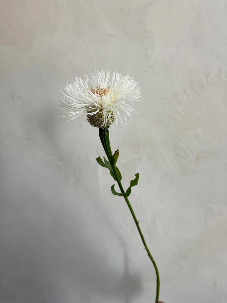 Product image in gallery for Basketflower - White | Item 2