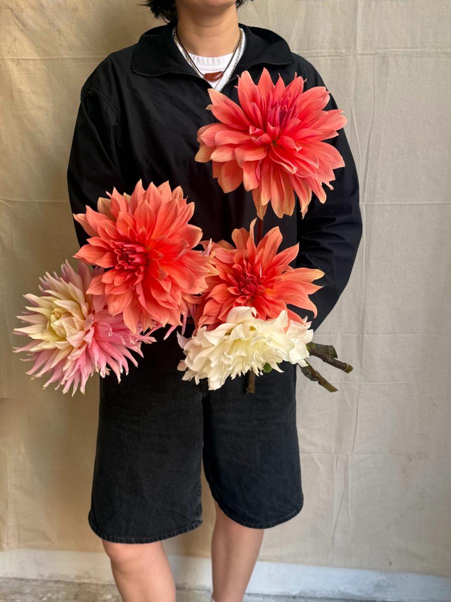 Product image in gallery for Giant Bear Creek Dahlias | Item 1
