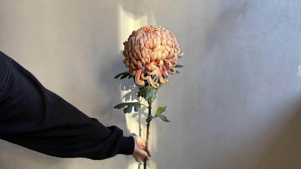 Fox Fodder Flowers Hero Slide 2 Image 1