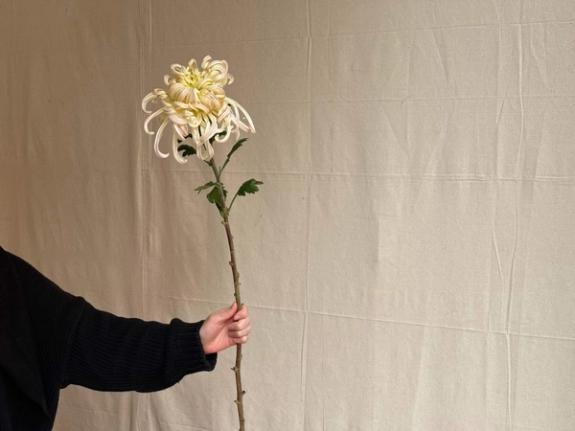 Fox Fodder Flowers image grid container slide 88