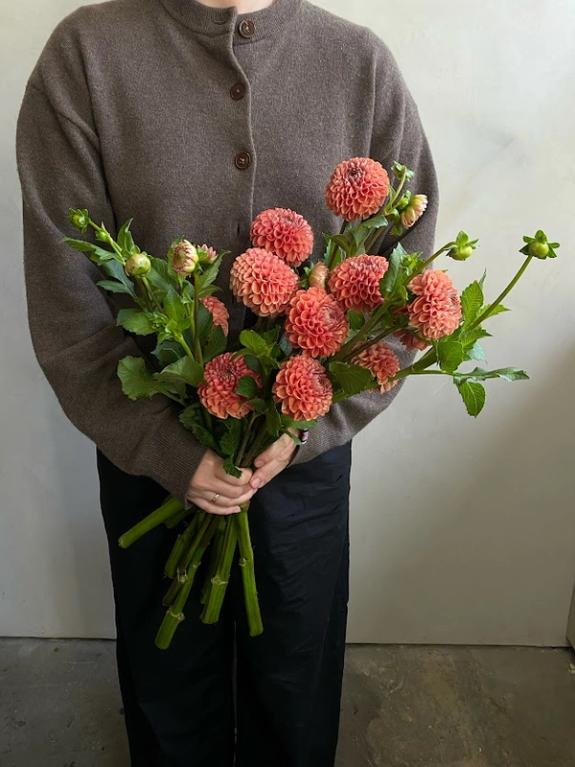 Hover Image of Cornel Bronze Dahlias