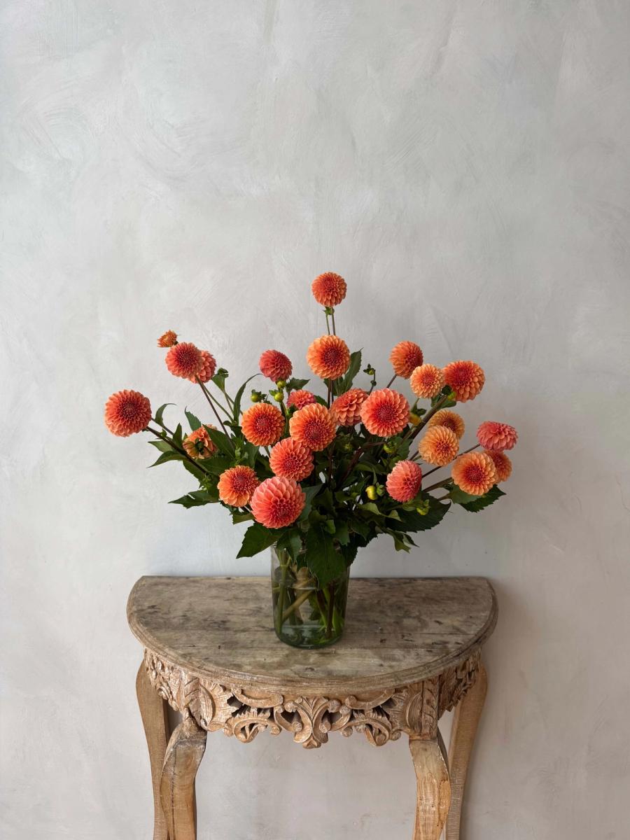 Product image in gallery for Rose Tuscano Dahlias | Item 1