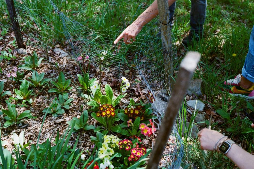 Fox Fodder Flowers