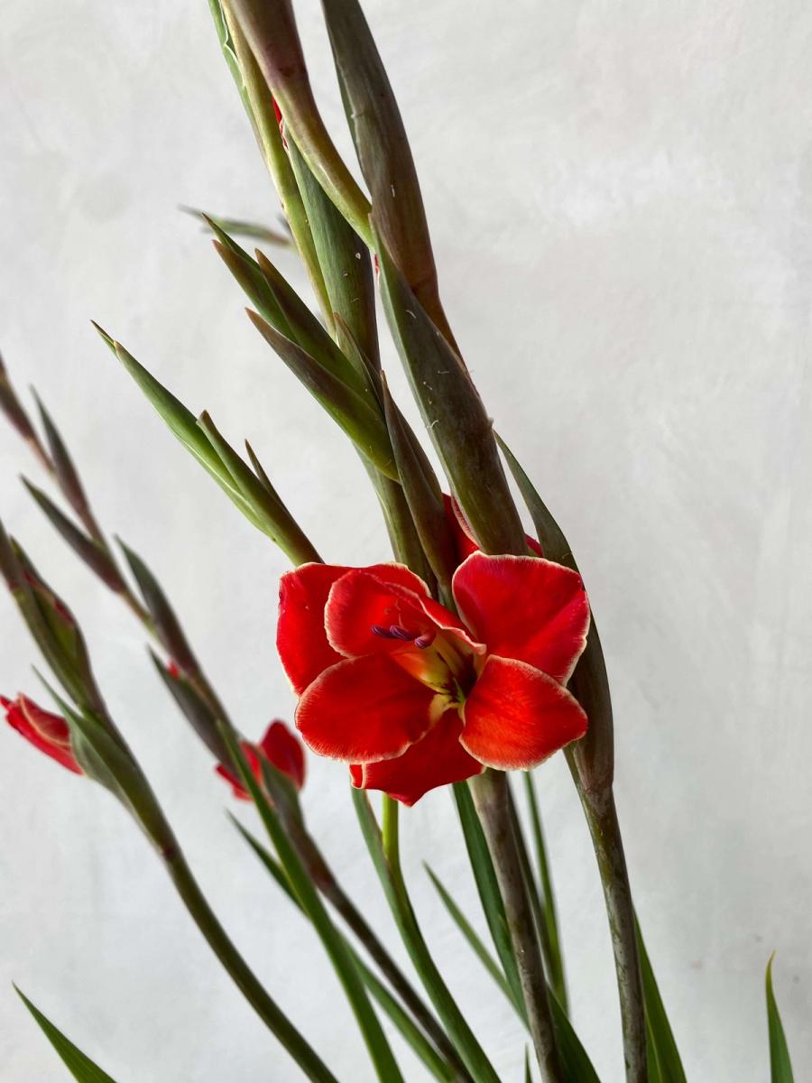 Product image in gallery for Atom Mini Gladiolus | Item 2
