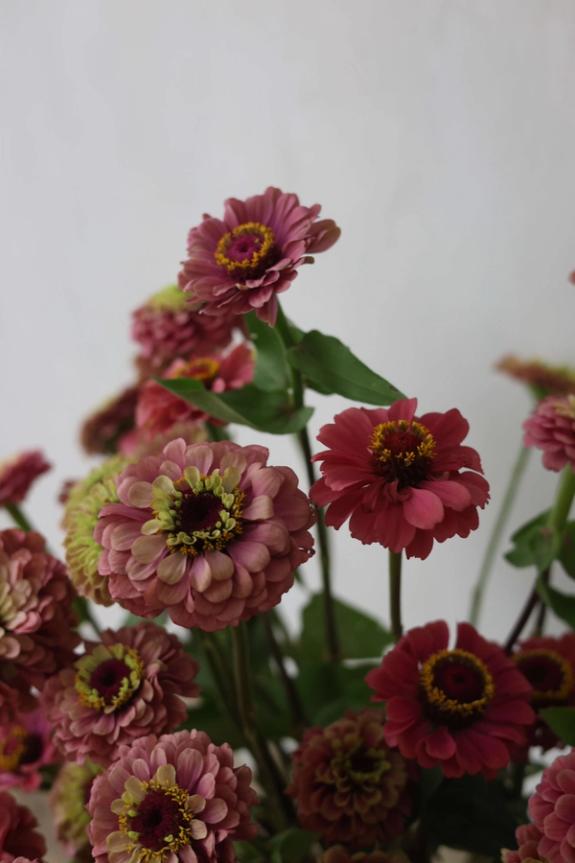 Hover Image of Queen Red Lime Zinnia