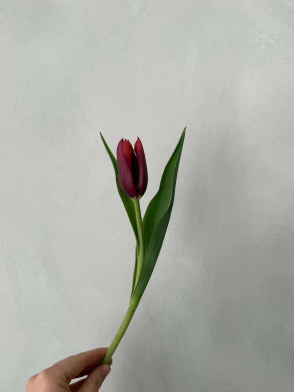 Hover Image of Purple Sunrise Tulips