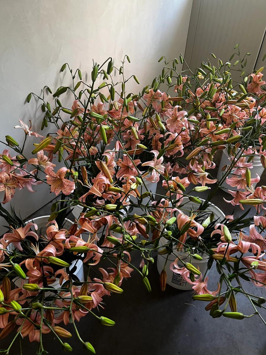 Product image in gallery for Martagon Lilies - What We're Loving | Item 2